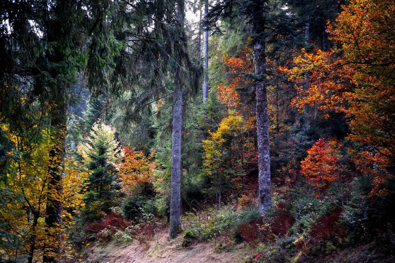 C1 Albmatte-Fewo Sauna, Hallenbad Aussenbecken Massagen Nebenan Menzenschwand-Hinterdorf Dış mekan fotoğraf